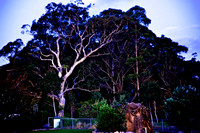 Blue Mountains 2010 85