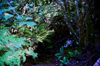 Blue Mountains 2010 76