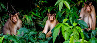 River Black Cap Macques
